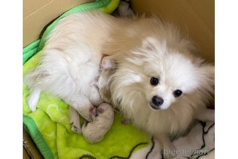 成約済の栃木県のポメラニアン-280387の2枚目